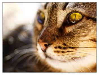 Felix Bild von Felix