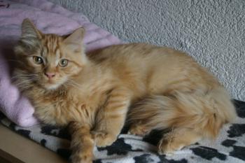 Nenuco Bild von Nenuco
