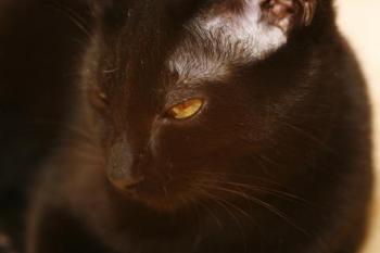 Bild von Bagheera