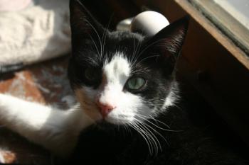 Cosmo Bild von Cosmo