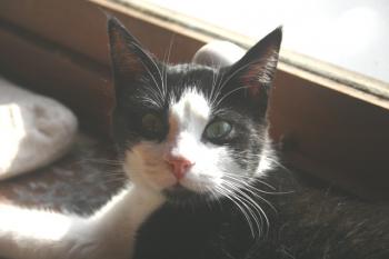 Cosmo Bild von Cosmo