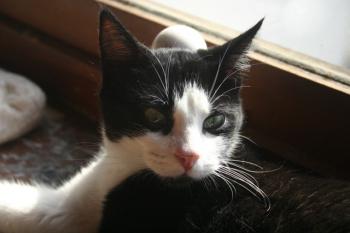 Cosmo Bild von Cosmo
