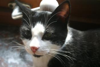 Cosmo Bild von Cosmo