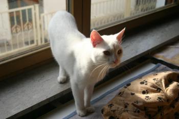 Bild von Golfi