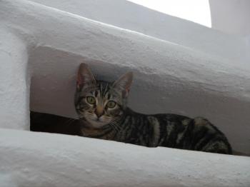 Bild von Syrah