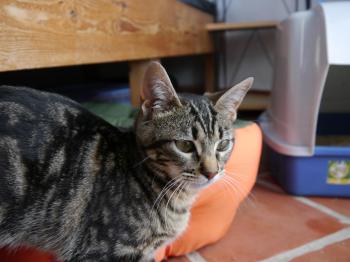 Bild von Syrah