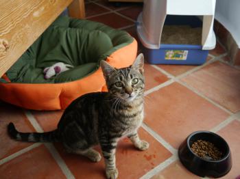 Bild von Syrah