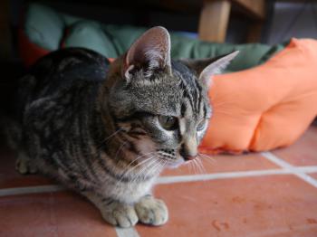 Bild von Syrah