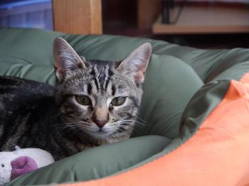 Bild von Syrah
