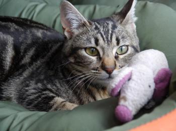 Bild von Syrah