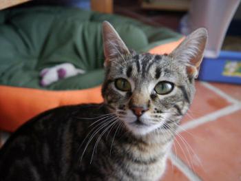 Bild von Syrah