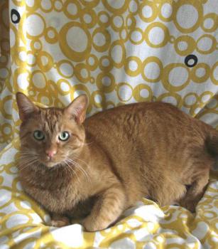 Henry Bild von Henry