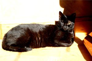 Peluso Bild von Peluso