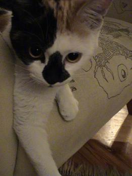Rosita Bild von Rosita