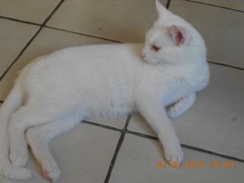 Bild von Golfi