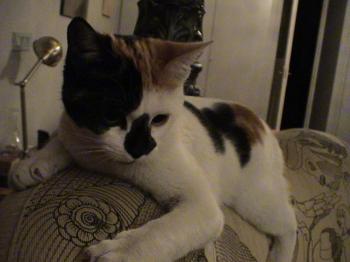 Rosita Bild von Rosita