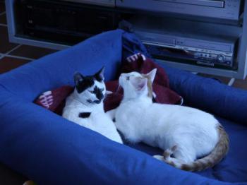 Asha Bild von Asha