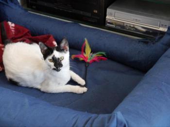 Asha Bild von Asha