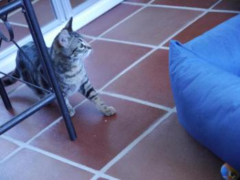 Bild von Syrah
