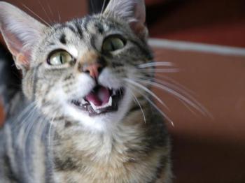 Bild von Syrah