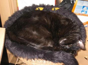 Kelly Bild von Kelly
