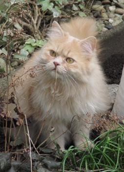 Elias Bild von Elias