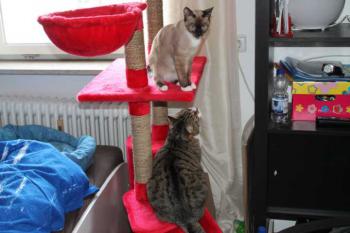 Coco Bild von Coco