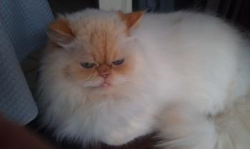 Aslan Bild von Aslan