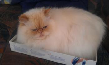 Aslan Bild von Aslan