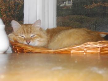 Micho Bild von Micho