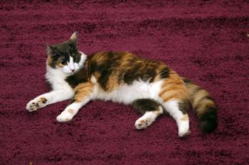 Trikinina Bild von Trikinina