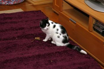 Mitxi Bild von Mitxi