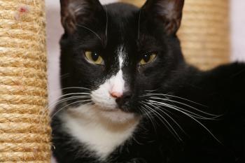 Fito Bild von Fito
