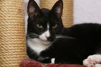 Fito Bild von Fito
