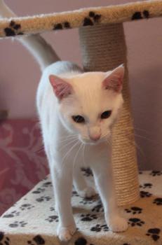 Bild von Golfi