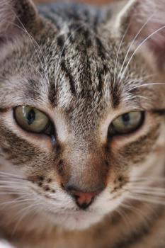 Wyatt Bild von Wyatt