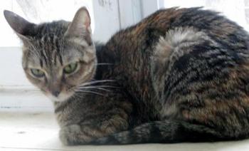 Dalila Bild von Dalila