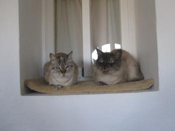 Romeo Julia Bild von Romeo