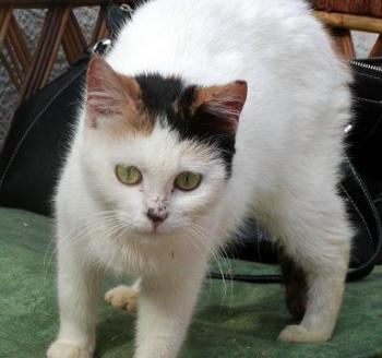 Dolly Bild von Dolly