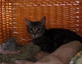 Bild von Syrah