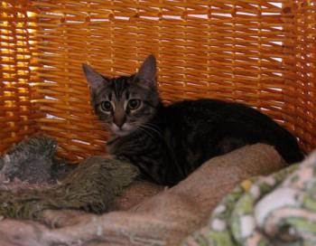 Bild von Syrah
