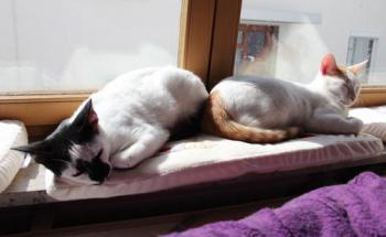 Asha Bild von Asha