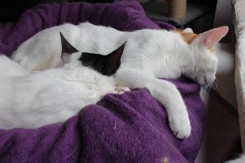 Asha Bild von Asha