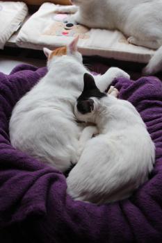 Asha Bild von Asha