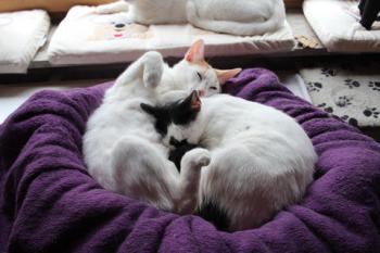 Asha Bild von Asha