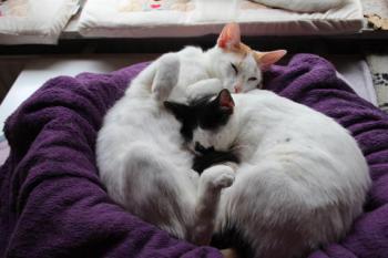 Asha Bild von Asha