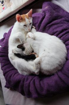 Asha Bild von Asha
