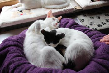 Asha Bild von Asha