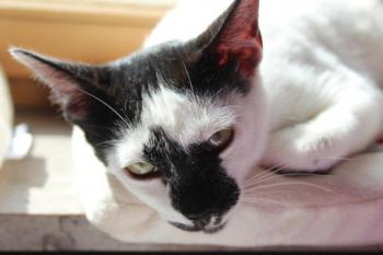 Asha Bild von Asha