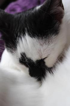 Asha Bild von Asha